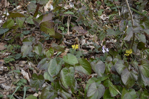 Epimedium pinnatum ssp. colchicum (epimedium-pinnatum-ssp-colchicum) (alternate view 2)