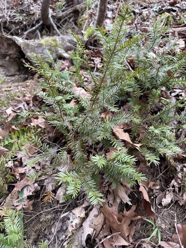 Taxus canadensis (Canada yew) (alternate view 6)