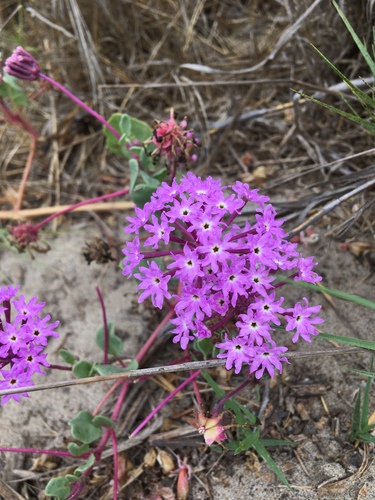 Abronia umbellata (Pink Sand Verbena) (alternate view 4)