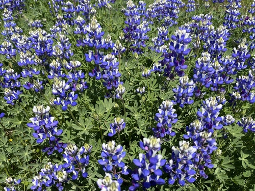 Lupinus nanus (Sky Lupine) (alternate view 4)