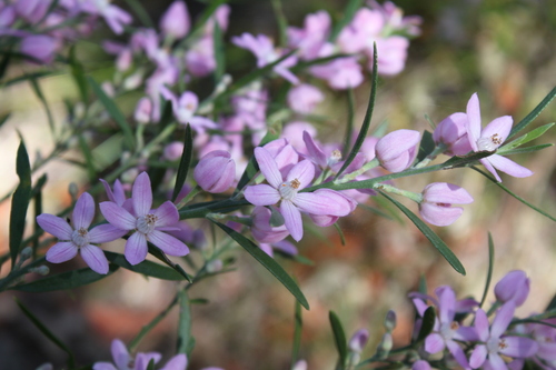 Eriostemon australasius (pink wax flower)