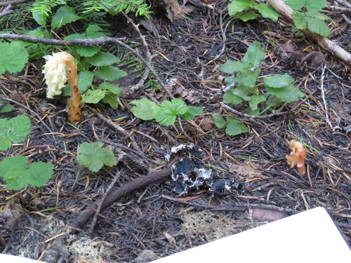 Monotropa hypopitys (pinesap)