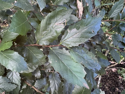 Aphananthe philippinensis (Axe handle Wood) (alternate view 4)