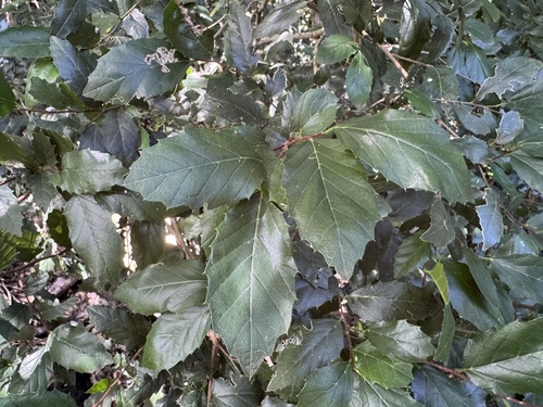 Aphananthe philippinensis (Axe handle Wood) (alternate view 5)