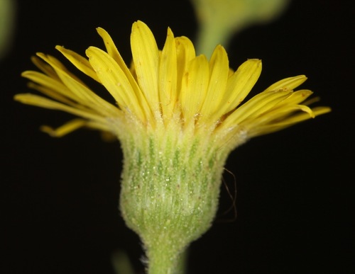 Heterotheca subaxillaris (Camphorweed)