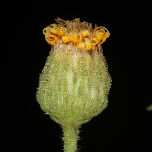 Heterotheca subaxillaris (Camphorweed)