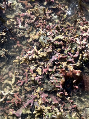 Lithothamnion (Crustose coralline algae) (alternate view 8)