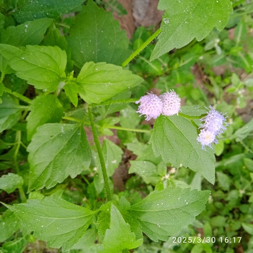 Praxelis clematidea (pussyfoot)