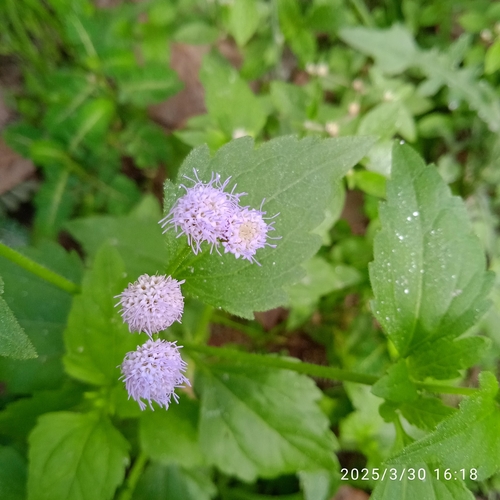 Praxelis clematidea (pussyfoot) (alternate view 2)