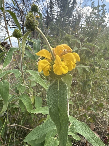 Phlomis (Lampwicks) (alternate view 12)