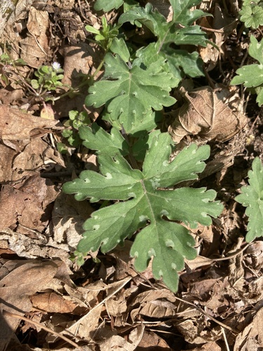 Hydrophyllum canadense (Broad-leaf Waterleaf) (alternate view 5)