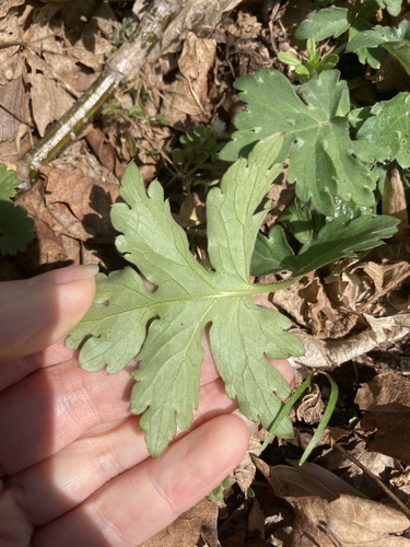 Hydrophyllum canadense (Broad-leaf Waterleaf) (alternate view 4)