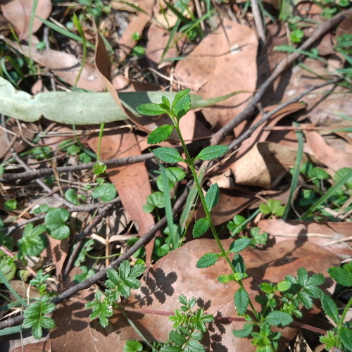 Gonocarpus tetragynus (Common Raspwort)