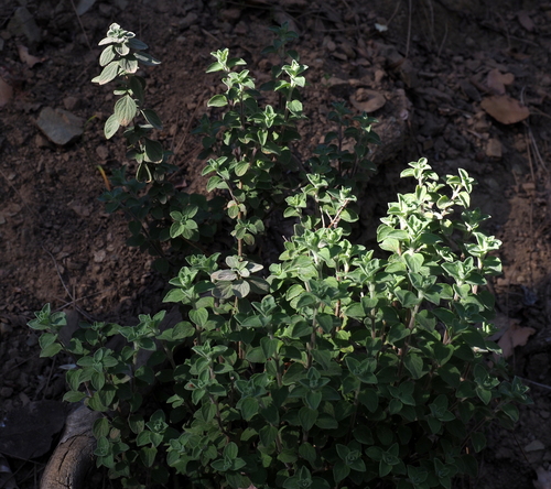 Origanum majorana (Sweet Marjoram)