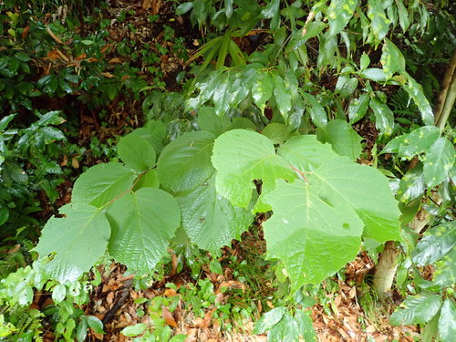 Styrax obassia (fragrant snowbell)