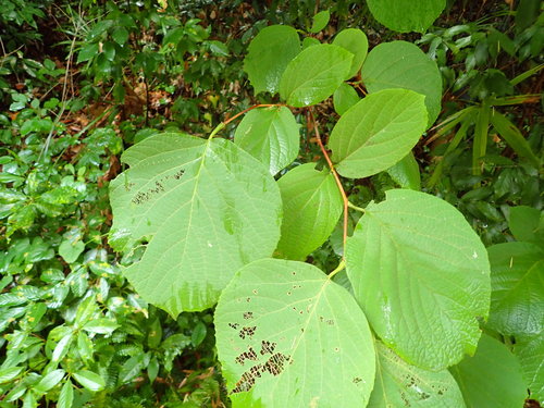 Styrax obassia (fragrant snowbell) (alternate view 2)