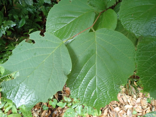 Styrax obassia (fragrant snowbell) (alternate view 3)