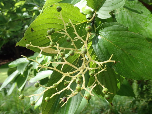 Cornus macrophylla (Large-leaved Dogwood)