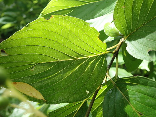 Cornus macrophylla (Large-leaved Dogwood)