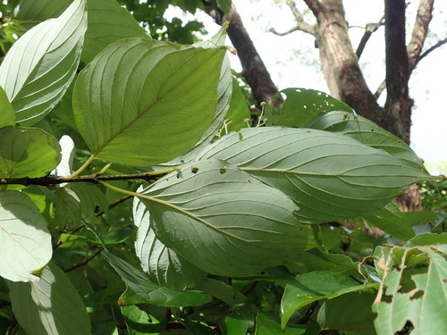 Cornus macrophylla (Large-leaved Dogwood)