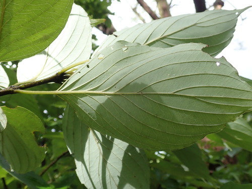 Cornus macrophylla (Large-leaved Dogwood)