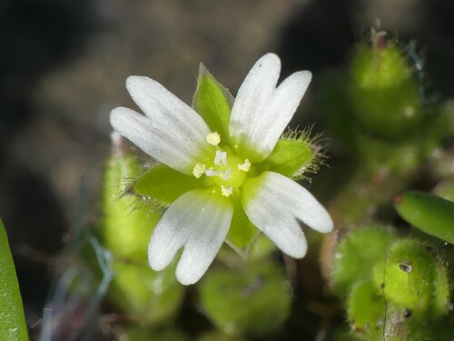 Cerastium (Mouse-ear Chickweeds) (alternate view 5)