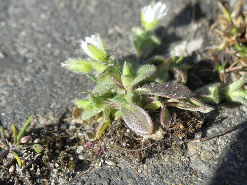 Cerastium (Mouse-ear Chickweeds) (alternate view 6)