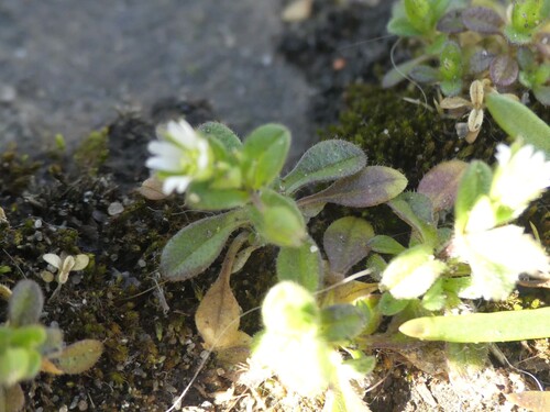 Cerastium (Mouse-ear Chickweeds) (alternate view 9)