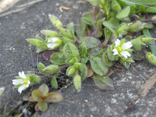 Cerastium (Mouse-ear Chickweeds) (alternate view 8)