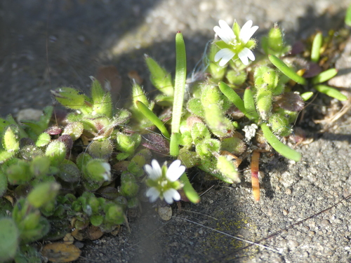 Cerastium (Mouse-ear Chickweeds) (alternate view 7)