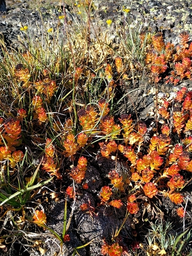 Rhodiola integrifolia (western roseroot) (alternate view 3)