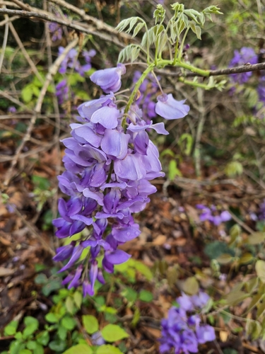 Wisteria sinensis (Chinese wisteria) (alternate view 2)