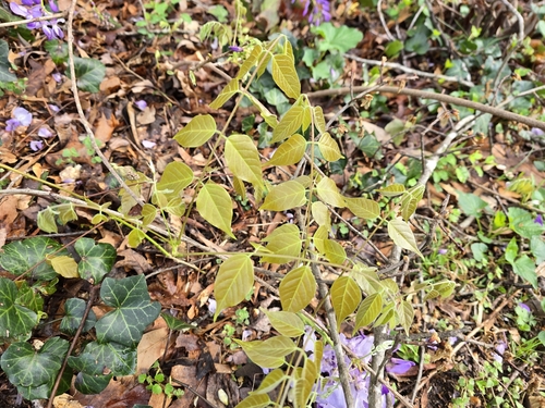 Wisteria sinensis (Chinese wisteria) (alternate view 3)