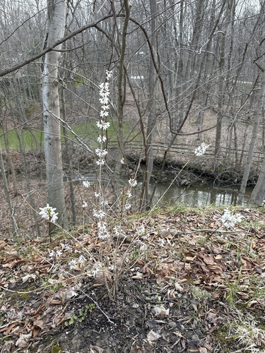 Abeliophyllum distichum (White Forsythia) (alternate view 4)