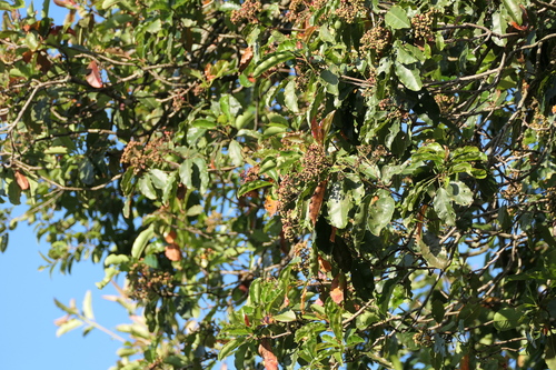 Photinia (Christmas berries) (alternate view 5)