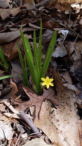 Hypoxis hirsuta (yellow star grass) (alternate view 5)