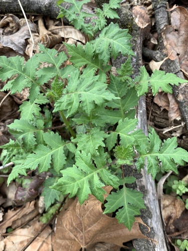 Polymnia canadensis (leafcup) (alternate view 5)