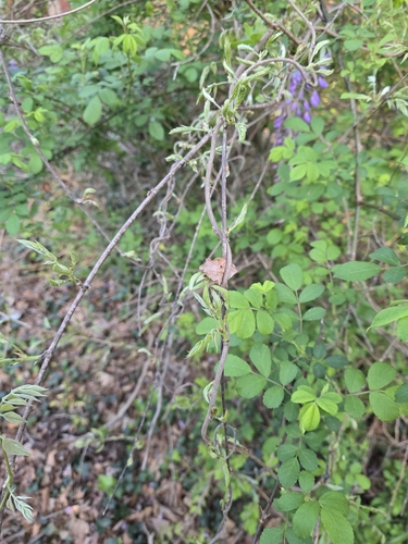 Wisteria sinensis (Chinese wisteria) (alternate view 4)