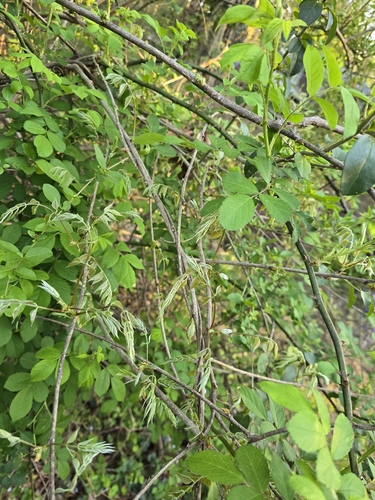 Wisteria sinensis (Chinese wisteria) (alternate view 5)