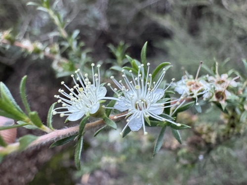 Kunzea ambigua (Butterfly Bush)