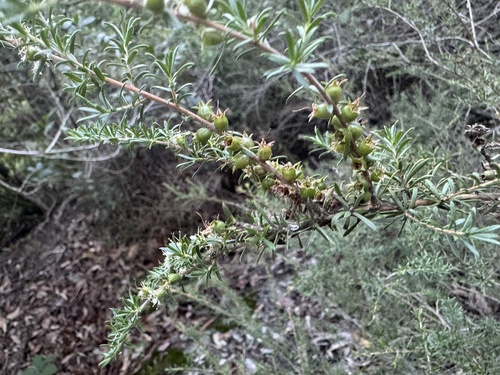 Kunzea ambigua (Butterfly Bush) (alternate view 2)