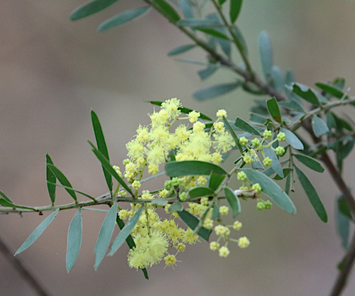 Acacia fimbriata (Brisbane wattle) (alternate view 8)