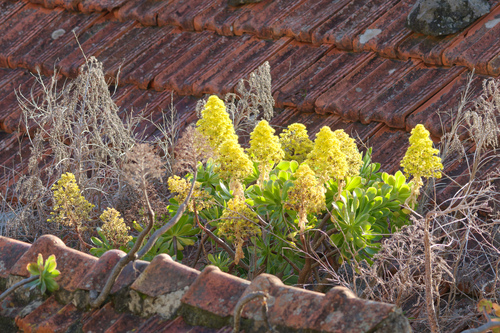 Aeonium arboreum (Tree Aeonium) (alternate view 9)