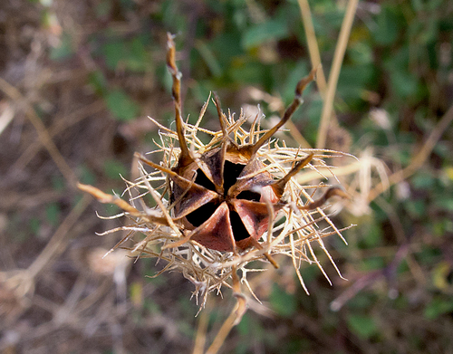 Nigella damascena (love-in-a-mist) (alternate view 2)