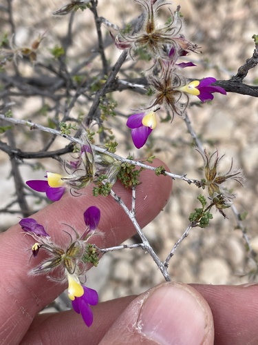 Dalea formosa (feather dalea)