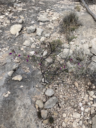 Dalea formosa (feather dalea) (alternate view 2)