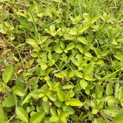 Dyschoriste nagchana (alternate view 4)
