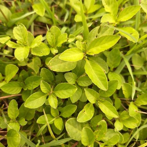 Dyschoriste nagchana (alternate view 5)