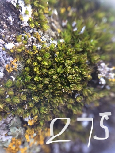 Plenogemma phyllantha (Frizzled Pincushion)
