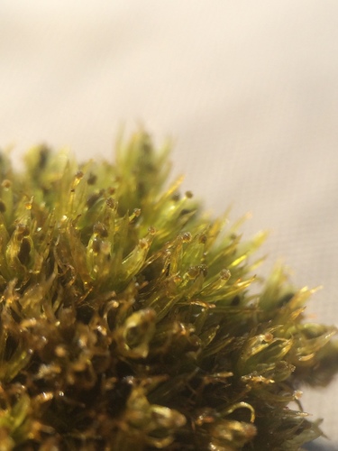 Plenogemma phyllantha (Frizzled Pincushion)